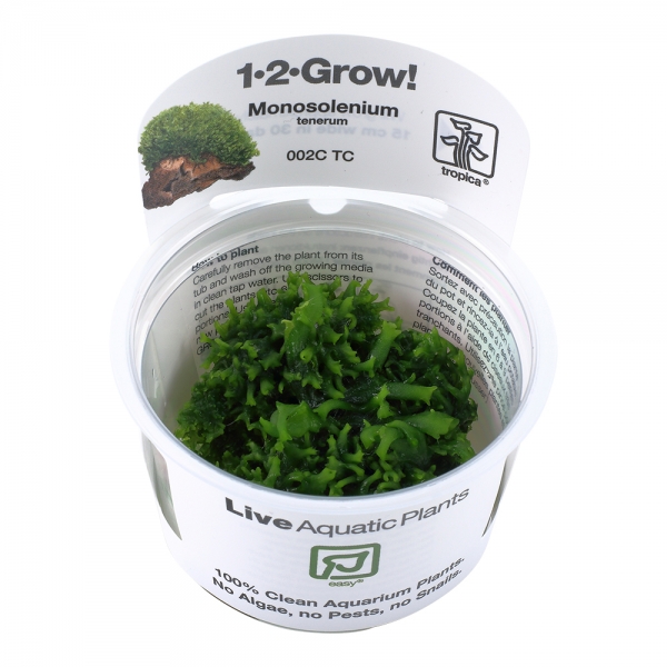 Monosolenium tenerum - Lebermoos 1-2-Grow!